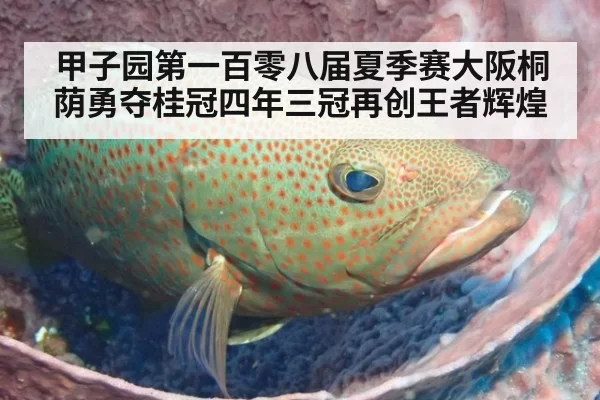甲子园第一百零八届夏季赛大阪桐荫勇夺桂冠四年三冠再创王者辉煌